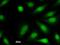 Homeobox A5 antibody, LS-C342595, Lifespan Biosciences, Immunofluorescence image 