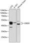 CAMP Responsive Element Binding Protein 1 antibody, 14-360, ProSci, Western Blot image 