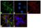 Discs Large MAGUK Scaffold Protein 1 antibody, 35-9000, Invitrogen Antibodies, Immunofluorescence image 