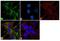 Disks large homolog 1 antibody, 35-9000, Invitrogen Antibodies, Immunofluorescence image 