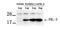 PRL3 antibody, 79-623, ProSci, Western Blot image 