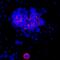 Interleukin 17F antibody, MAB4437, R&D Systems, Immunocytochemistry image 