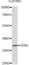G Protein-Coupled Receptor 6 antibody, A14738, ABclonal Technology, Western Blot image 