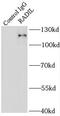 Rap Associating With DIL Domain antibody, FNab07084, FineTest, Immunoprecipitation image 