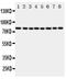 Cytochrome P450 Oxidoreductase antibody, PA1952, Boster Biological Technology, Western Blot image 