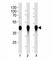 Major Histocompatibility Complex, Class I, G antibody, F52333-0.4ML, NSJ Bioreagents, Western Blot image 