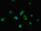 Bromodomain Containing 4 antibody, LS-C677307, Lifespan Biosciences, Immunofluorescence image 