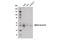 MATE1 antibody, 14550S, Cell Signaling Technology, Western Blot image 