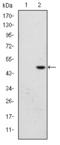 Bromodomain PHD Finger Transcription Factor antibody, STJ97882, St John