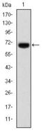 Forkhead Box P2 antibody, GTX60500, GeneTex, Western Blot image 