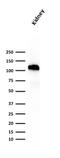 Cadherin 16 antibody, GTX34581, GeneTex, Western Blot image 
