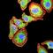 ORAI Calcium Release-Activated Calcium Modulator 1 antibody, orb75884, Biorbyt, Immunofluorescence image 