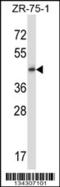 Integral membrane protein GPR137 antibody, 57-698, ProSci, Western Blot image 