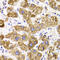 Glycine Amidinotransferase antibody, LS-C334819, Lifespan Biosciences, Immunohistochemistry paraffin image 