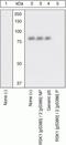 Ribosomal Protein S6 Kinase A1 antibody, 44-928G, Invitrogen Antibodies, Western Blot image 