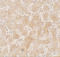 PPARG Coactivator 1 Alpha antibody, 7705, ProSci, Immunohistochemistry paraffin image 