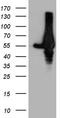 Rho GDP Dissociation Inhibitor Alpha antibody, CF811045, Origene, Western Blot image 