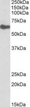 Sialin antibody, 43-257, ProSci, Enzyme Linked Immunosorbent Assay image 