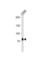 Zinc Finger Protein 219 antibody, abx031236, Abbexa, Western Blot image 