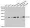 Insulin Like Growth Factor Binding Protein 5 antibody, TA332423, Origene, Western Blot image 