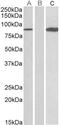 Signal Transducer And Activator Of Transcription 4 antibody, GTX88040, GeneTex, Western Blot image 