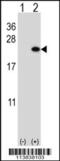 BARX Homeobox 1 antibody, 62-789, ProSci, Western Blot image 