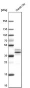 N-Terminal EF-Hand Calcium Binding Protein 2 antibody, HPA013998, Atlas Antibodies, Western Blot image 