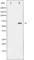 SHC Adaptor Protein 1 antibody, abx011516, Abbexa, Western Blot image 