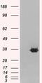 Mortality Factor 4 Like 2 antibody, PA1-31240, Invitrogen Antibodies, Western Blot image 