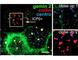 Gem Nuclear Organelle Associated Protein 2 antibody, IQ203, Immuquest, Immunocytochemistry image 