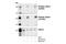 TSC Complex Subunit 2 antibody, 3615S, Cell Signaling Technology, Western Blot image 