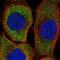 Zinc Finger Protein 598 antibody, PA5-59777, Invitrogen Antibodies, Immunofluorescence image 