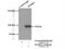 MAP/microtubule affinity-regulating kinase 3 antibody, 12932-1-AP, Proteintech Group, Immunoprecipitation image 