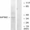 Apoptosis Inducing Factor Mitochondria Associated 2 antibody, A06541, Boster Biological Technology, Western Blot image 