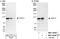 Tuftelin Interacting Protein 11 antibody, NBP1-40364, Novus Biologicals, Western Blot image 