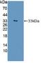 Autophagy Related 16 Like 1 antibody, abx128385, Abbexa, Western Blot image 