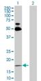 Ras Homolog Family Member B antibody, H00000388-D01P, Novus Biologicals, Western Blot image 