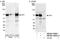 Factor Interacting With PAPOLA And CPSF1 antibody, NB100-74589, Novus Biologicals, Western Blot image 