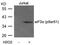 Eukaryotic Translation Initiation Factor 2 Subunit Alpha antibody, PA5-37800, Invitrogen Antibodies, Western Blot image 