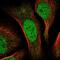 Cell Division Cycle Associated 2 antibody, NBP1-87140, Novus Biologicals, Immunofluorescence image 