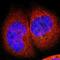 Filamin B antibody, NBP1-90285, Novus Biologicals, Immunofluorescence image 