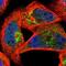 Muscleblind Like Splicing Regulator 3 antibody, NBP1-85635, Novus Biologicals, Immunofluorescence image 