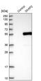 Skap55r antibody, PA5-54963, Invitrogen Antibodies, Western Blot image 