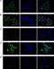 Histone Cluster 4 H4 antibody, CI1033, Boster Biological Technology, Immunofluorescence image 