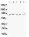 Syntaxin Binding Protein 1 antibody, PB9819, Boster Biological Technology, Western Blot image 