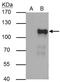 POU Class 2 Homeobox 1 antibody, NBP2-21584, Novus Biologicals, Immunoprecipitation image 