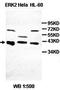 ALS2 C-Terminal Like antibody, orb77557, Biorbyt, Western Blot image 
