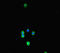 NLR Family Pyrin Domain Containing 3 antibody, LS-C681841, Lifespan Biosciences, Immunofluorescence image 