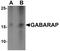 GABA Type A Receptor-Associated Protein antibody, PA5-34559, Invitrogen Antibodies, Western Blot image 