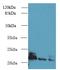 ADP Ribosylation Factor Like GTPase 8A antibody, LS-C379507, Lifespan Biosciences, Western Blot image 